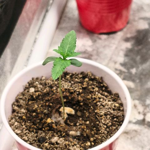 Foto del growlog de The Hive (#1, #2, #3 y #4) : Hives, primer set de hojas verdaderas ya viene, 3 foliolos. 