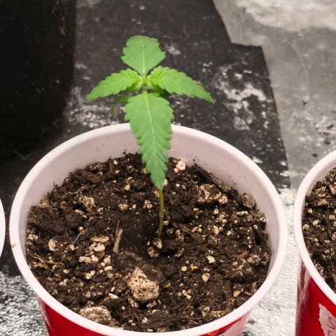 Foto del growlog de The Hive (#1, #2, #3 y #4) : Hives post riego con el té. 