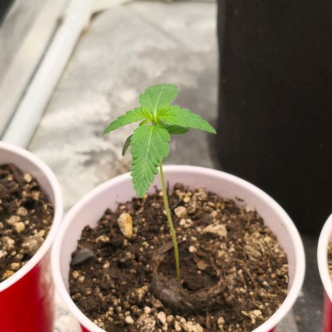 Foto del growlog de The Hive (#1, #2, #3 y #4) : Hives post riego con el té. 