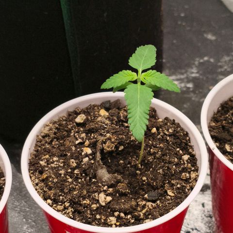 Foto del growlog de The Hive (#1, #2, #3 y #4) : Hives post riego con el té. 