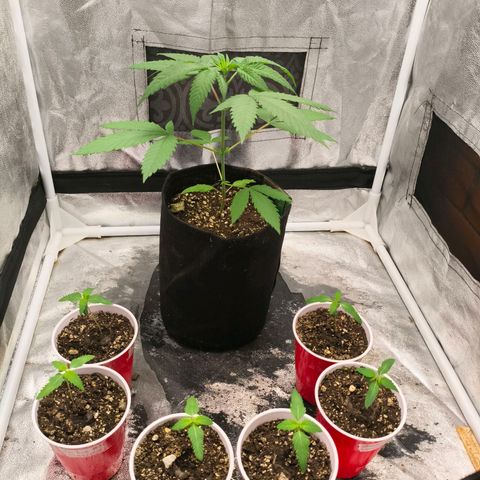 Foto del growlog de The Hive (#1, #2, #3 y #4) : Hives left-middle, Strawberry Chocolate right, ODxSD back; family pick :3

*Encuentra al pececillo de plata