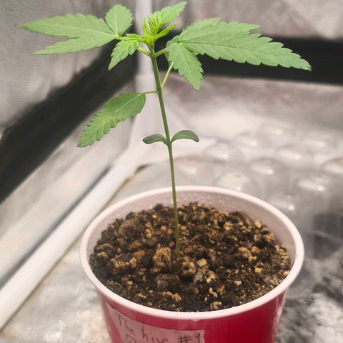 Foto del growlog de The Hive (#1, #2, #3 y #4) : Hives