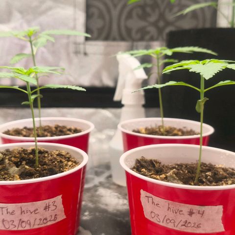 Foto del growlog de The Hive (#1, #2, #3 y #4) : Hives
