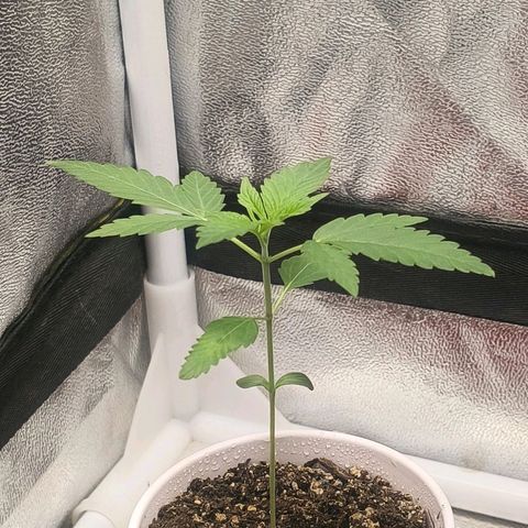 Foto del growlog de The Hive (#1, #2, #3 y #4) : Previo al riego de mañana, 9:20 p.m.