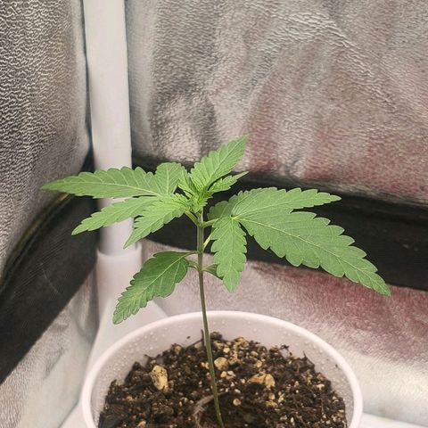 Foto del growlog de The Hive (#1, #2, #3 y #4) : Previo al riego de mañana, 9:20 p.m.