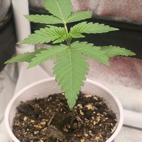 Foto del growlog de The Hive (#1, #2, #3 y #4) : Previo al riego de mañana, 9:20 p.m.