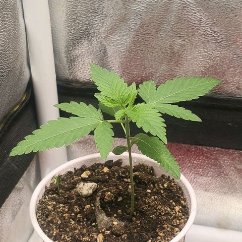 Foto del growlog de The Hive (#1, #2, #3 y #4) : Previo al riego de mañana, 9:20 p.m.