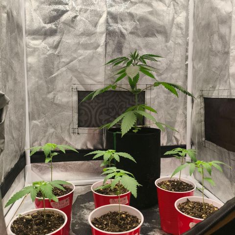 Foto del growlog de The Hive (#1, #2, #3 y #4) : Post riego, foto 7:00 a.m.