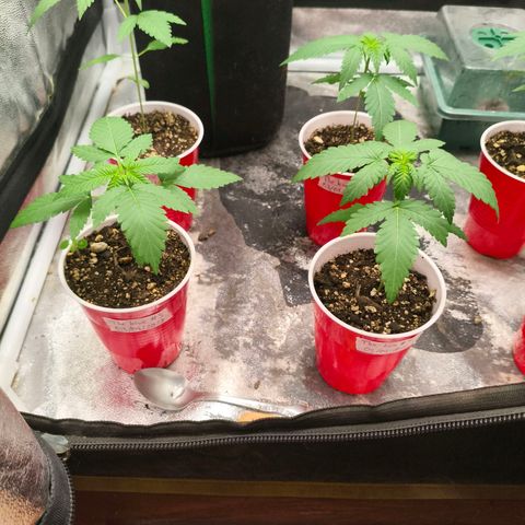 Foto del growlog de The Hive (#1, #2, #3 y #4) : Las 4 The Hive post riego. 