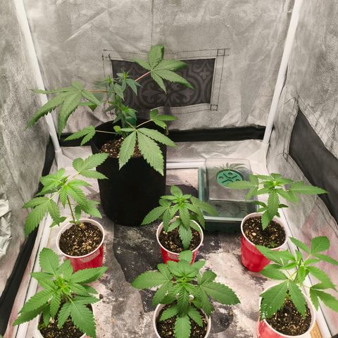 Foto del growlog de The Hive (#1, #2, #3 y #4) : Aush
ODxSD ya se recuperó del overwater y del top, va con todo.

OdxSD clon #1 ya se puso droopy, como que no estaba transpirando porque el domo no se humedeció al cerrar las ventanillas hoy, regué el OG biowar nute para que empezara a chupar agua. Veremos mañana si no erré en mi decisión.

Las Hives vienen bien, ya todas con 4 nodos. La más alta es la #1, seguida de la #2, #4 y por último la 1. La mejor estructura de hoja de estas las tienen #2 y #3. Pero todas vienen bien.

Las SC todas son más altas que las hives excepto la The Hive #1. La SC#1 va por el 4to nodo, mientras que la 2 es la más lenta en ese sentido porque tiene 3 nodos! (eso no me gusta) además de que la #2 aún no tiene ninguna hoja con 5 foliolos. La #1 parece estar empujando la primer hoja de 5 foliolos. 
