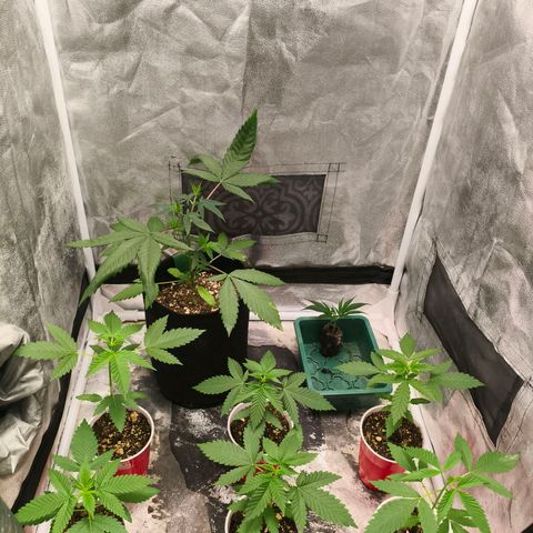Foto del growlog de The Hive (#1, #2, #3 y #4) : OD mom: después de regar ayer ya se siente seca de la superficie, atomizare poquito antes de ir a dormir. El clon ya se siente más turgente aunque está soggy el jiffy. El domo hoy sí se pudo mantener humedo solo. No lo abrí hasta tarde, después del burping se mantiene húmedo, veremos mañana.

Las hives y las SC terminaron bien el día, la TH#2 y la WC#2 droopy poquito de las hojas, pero parece que bien.

11:47pm se apagaron las luces. 