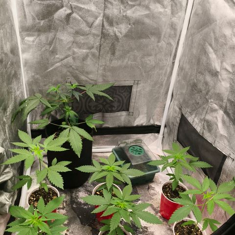 Foto del growlog de The Hive (#1, #2, #3 y #4) : Hoy se regó con VegMarina, CalMg, FulPower, OG Biowar Nute y micorrizas de mso.
Las dosis las pongo en el log de riego. 