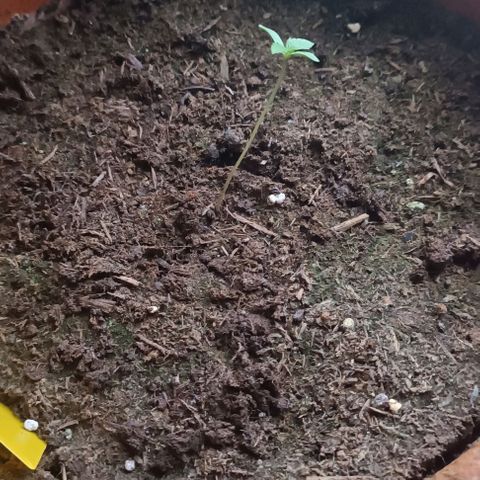 Titan #1 growlog timeline photo