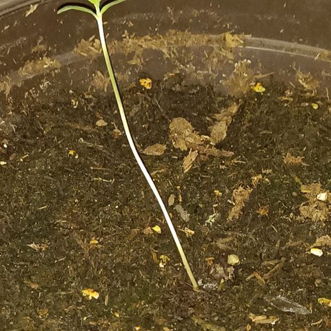 Quick One growlog timeline photo