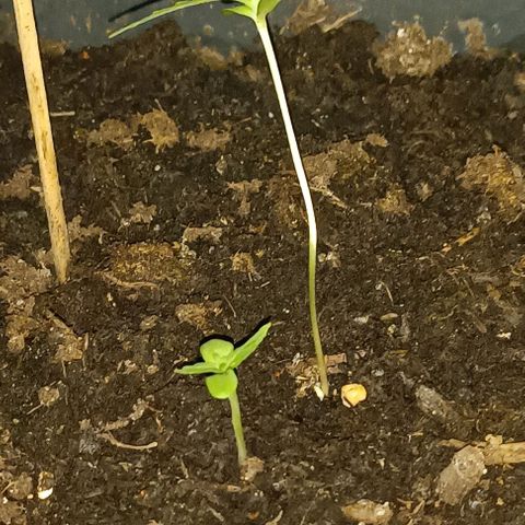 Orion F1  growlog timeline photo