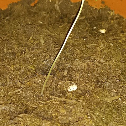 Titan #1 growlog timeline photo