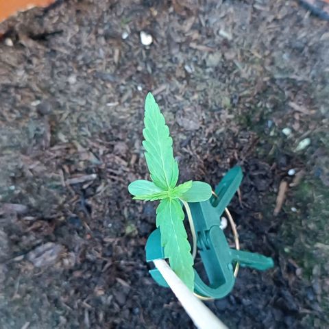 Titan #1 growlog timeline photo