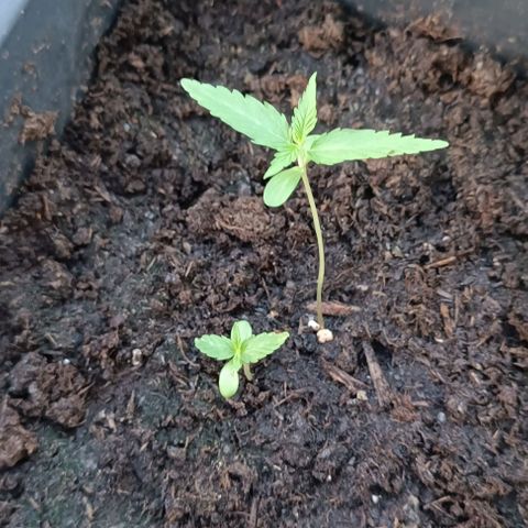Orion F1  growlog timeline photo