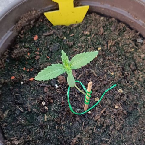 Quick One growlog timeline photo