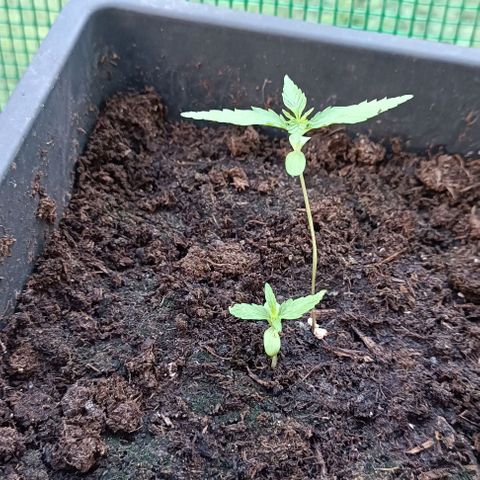 Orion F1  growlog timeline photo