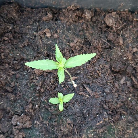 Orion F1  growlog timeline photo