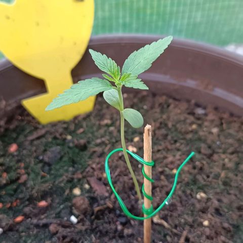 Quick One growlog timeline photo