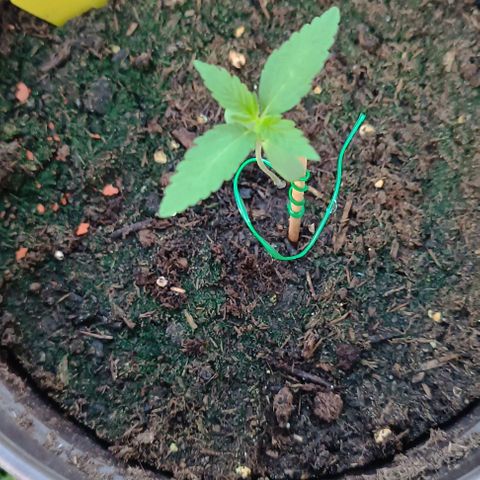 Quick One growlog timeline photo