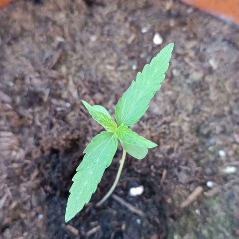 Titan #1 growlog timeline photo