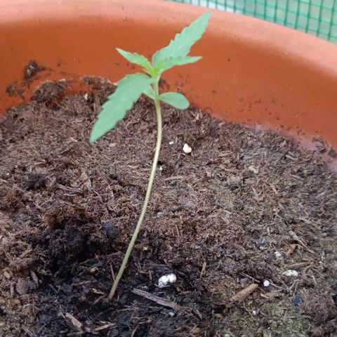 Titan #1 growlog timeline photo