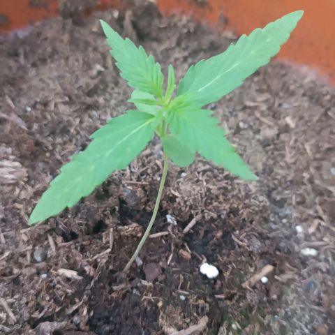 Titan #1 growlog timeline photo