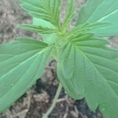 Titan #1 growlog timeline photo