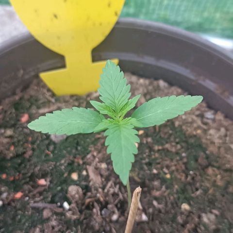 Quick One growlog timeline photo