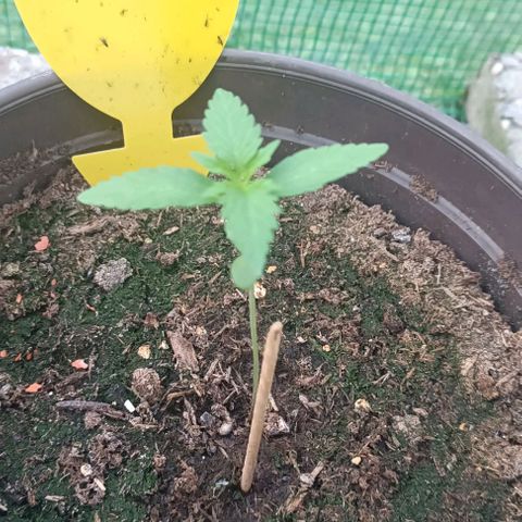 Quick One growlog timeline photo