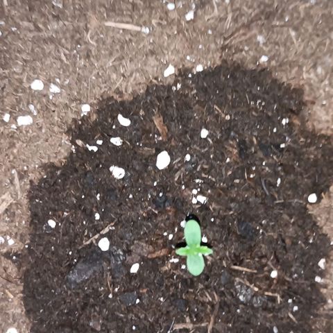 Green Gelato #2 growlog timeline photo
