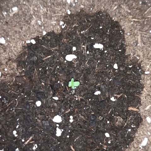 Hulkberry #1 growlog timeline photo