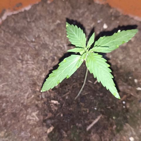 Titan #1 growlog timeline photo