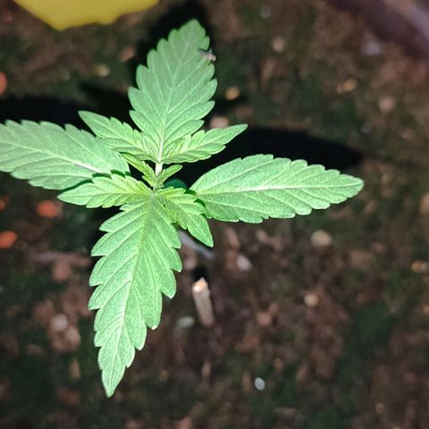Quick One growlog timeline photo