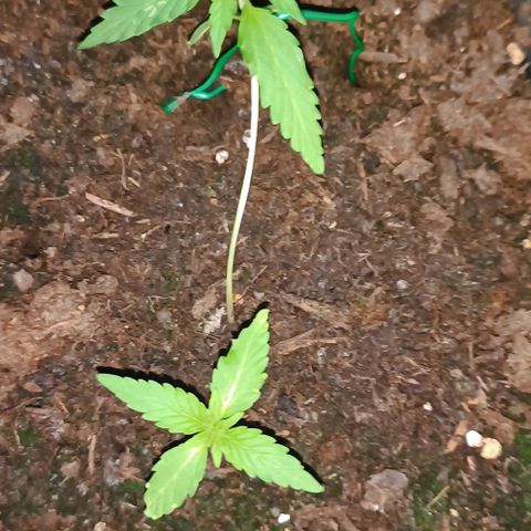 Orion F1  growlog timeline photo