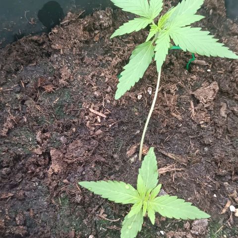 Orion F1  growlog timeline photo