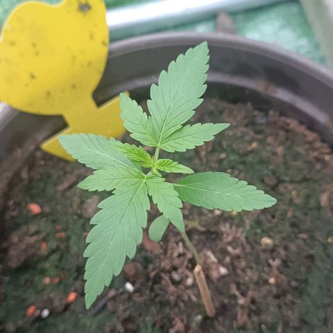 Quick One growlog timeline photo