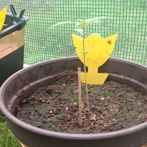 Quick One growlog timeline photo