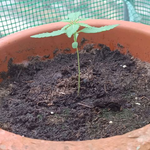 Titan #1 growlog timeline photo