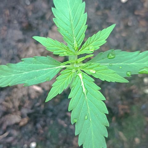 Titan #1 growlog timeline photo
