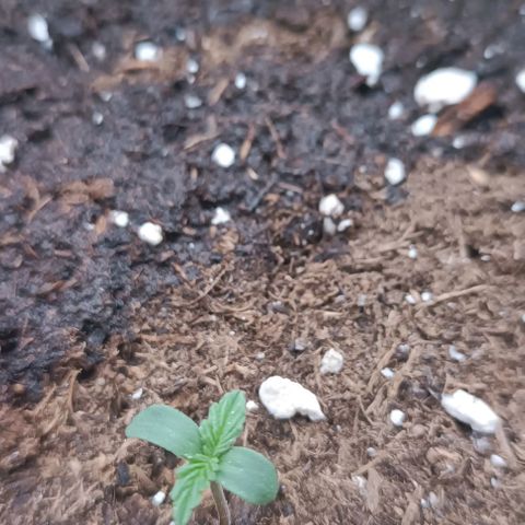 Hulkberry #1 growlog timeline photo