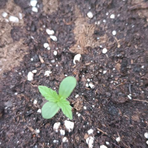 Green Gelato #2 growlog timeline photo