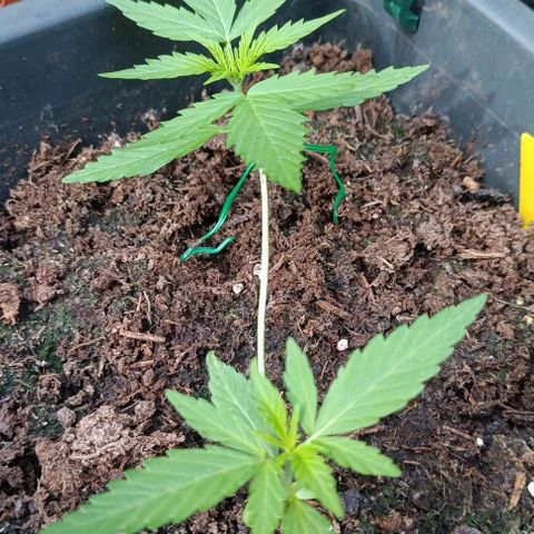 Orion F1  growlog timeline photo