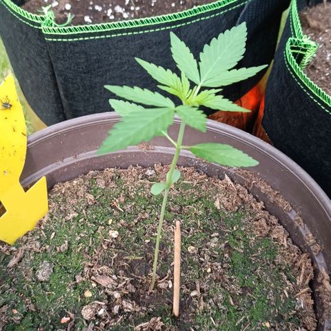 Quick One growlog timeline photo
