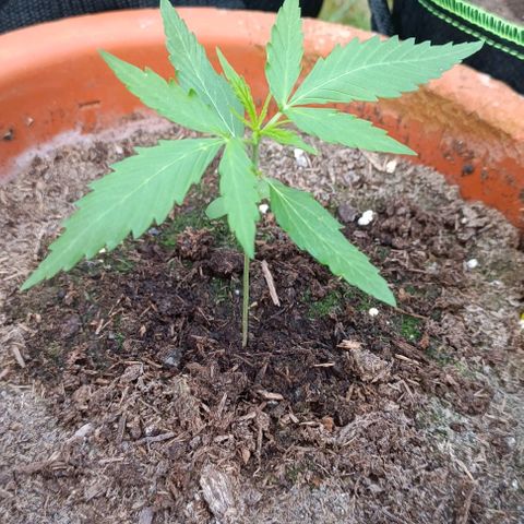 Titan #1 growlog timeline photo
