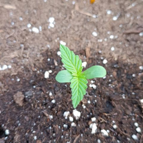 Green Gelato #2 growlog timeline photo