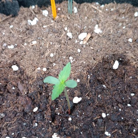 Hulkberry #1 growlog timeline photo